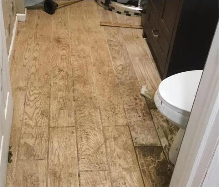 wood flooring with mold on a bathroom floor